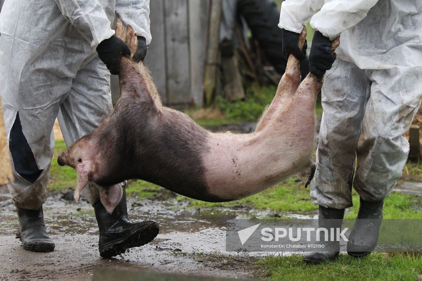 Outbreak of African swine fever in Novgorod Region