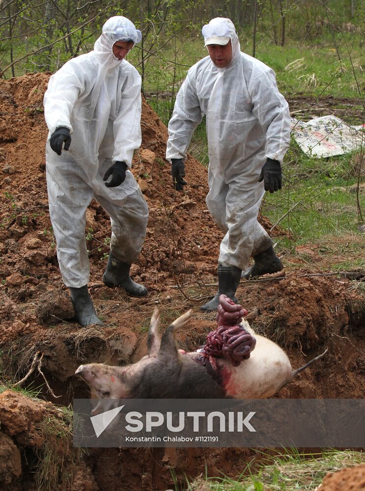 Outbreak of African swine fever in Novgorod Region