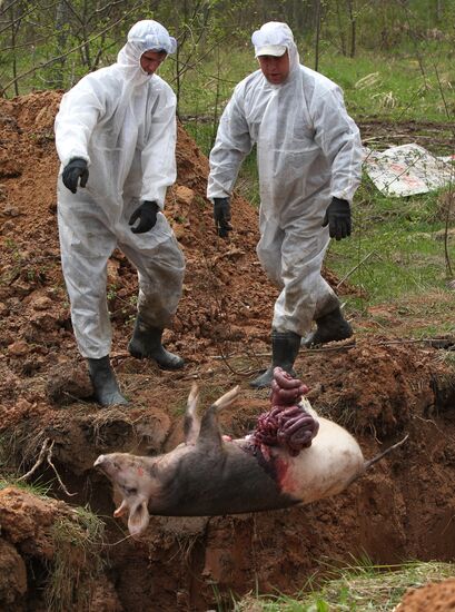 Outbreak of African swine fever in Novgorod Region