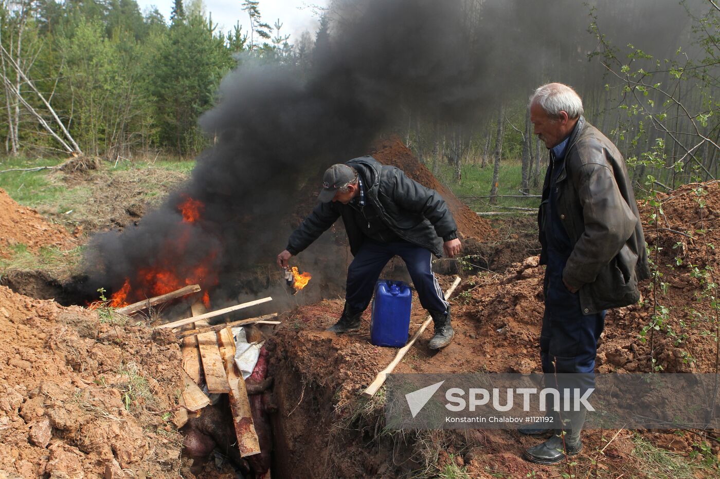 Outbreak of African swine fever in Novgorod Region