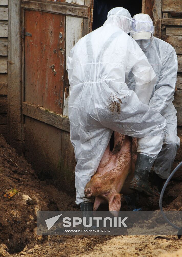 Outbreak of African swine fever in Novgorod Region