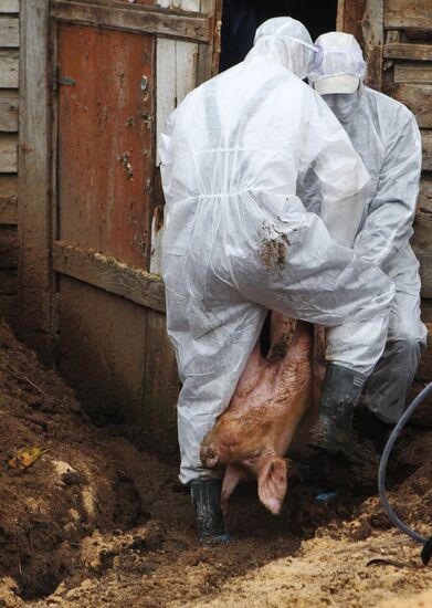 Outbreak of African swine fever in Novgorod Region