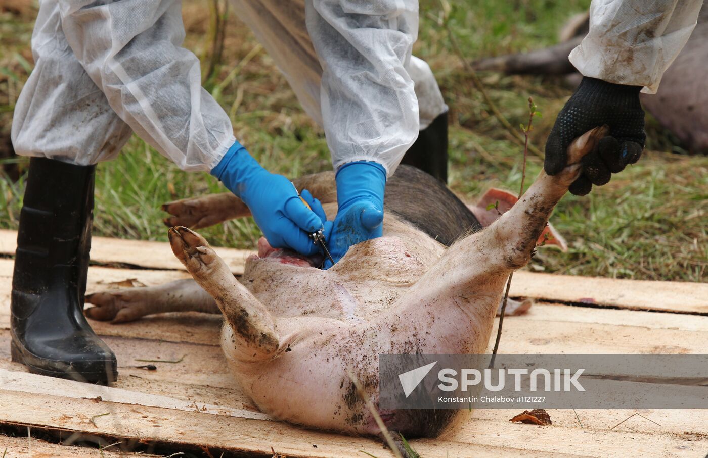 Outbreak of African swine fever in Novgorod Region