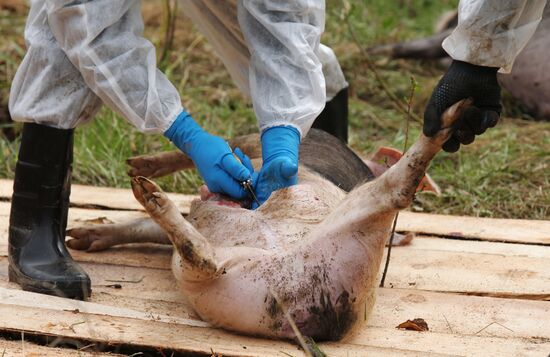 Outbreak of African swine fever in Novgorod Region