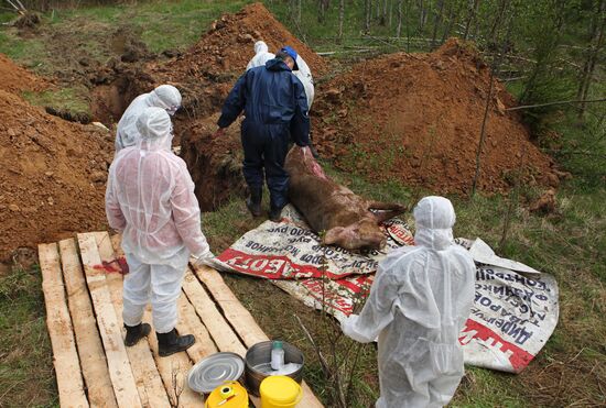 Outbreak of African swine fever in Novgorod Region