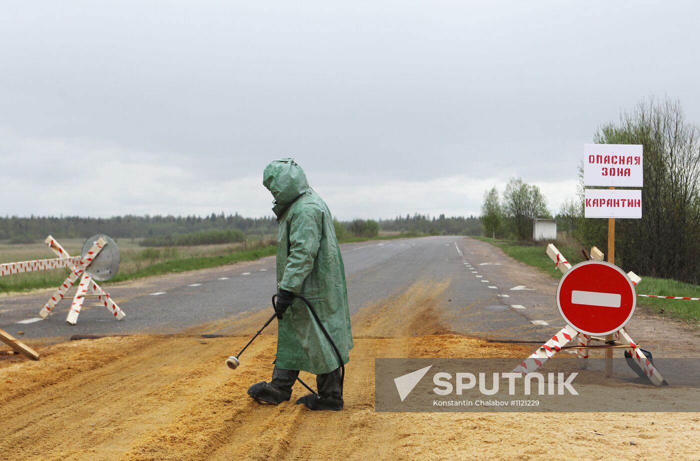 Outbreak of African swine fever in Novgorod Region