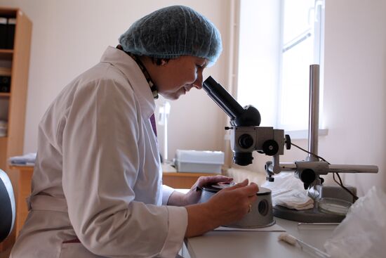 Ticks studied at parasitology laboratory