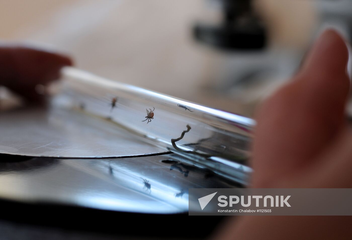 Ticks studied at parasitology laboratory