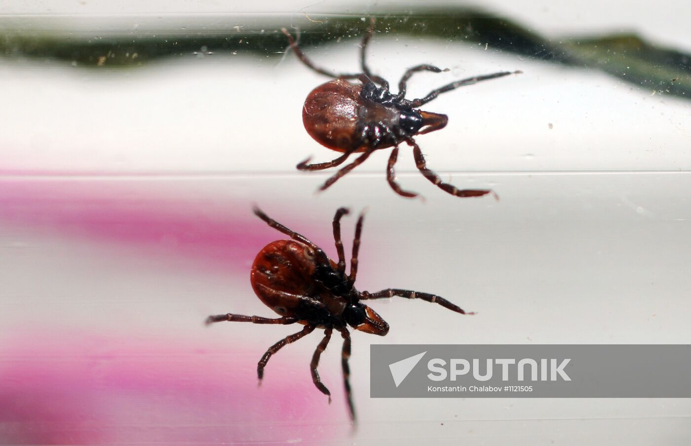 Ticks studied at parasitology laboratory