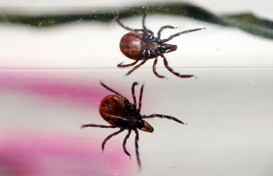 Ticks studied at parasitology laboratory