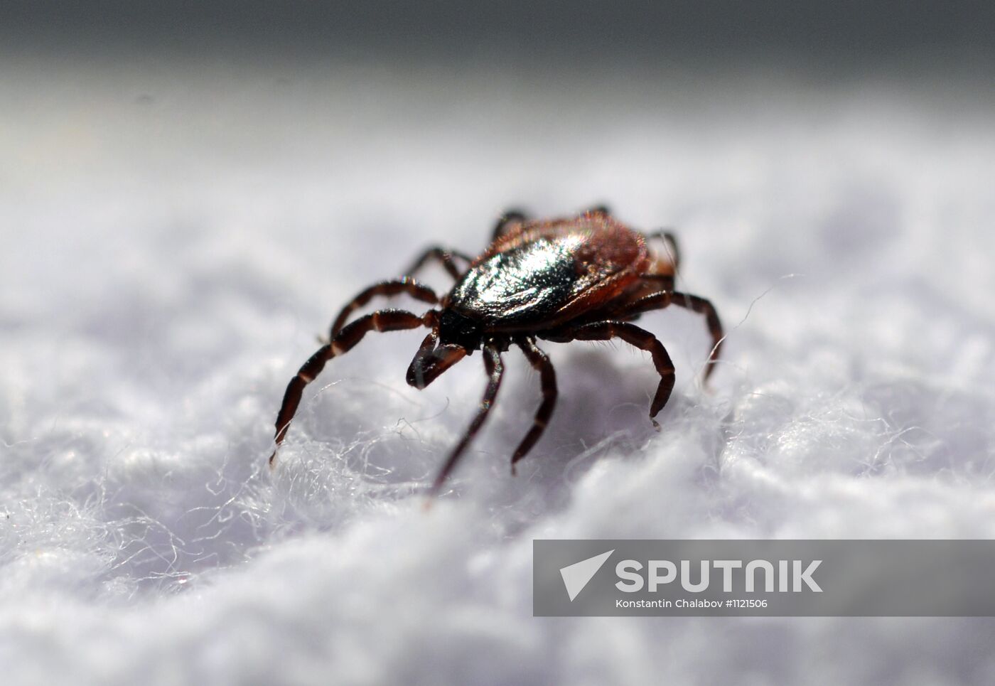 Ticks studied at parasitology laboratory