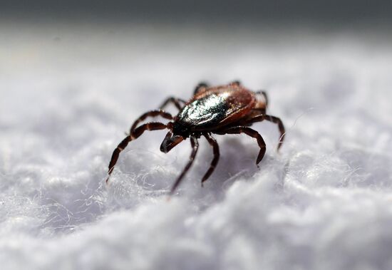 Ticks studied at parasitology laboratory
