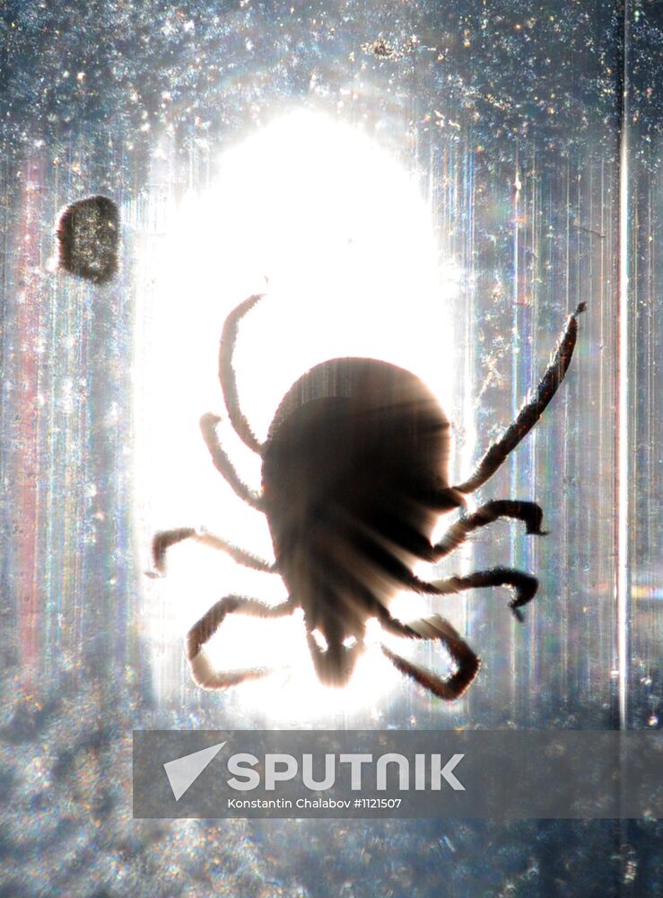 Ticks studied at parasitology laboratory