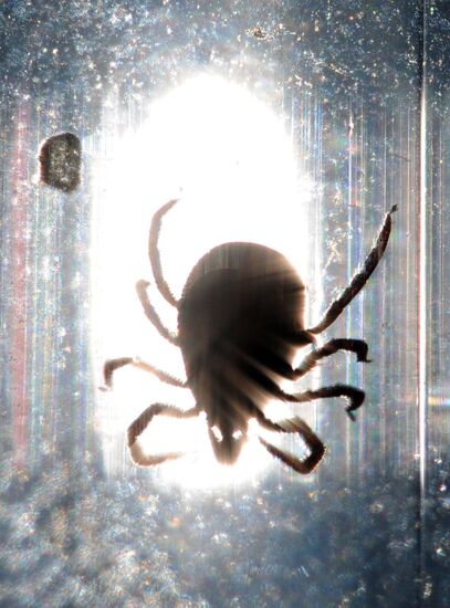 Ticks studied at parasitology laboratory