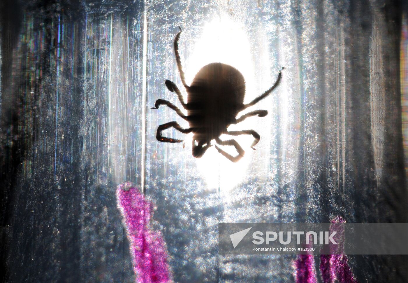 Ticks studied at parasitology laboratory
