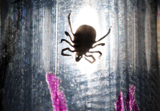 Ticks studied at parasitology laboratory