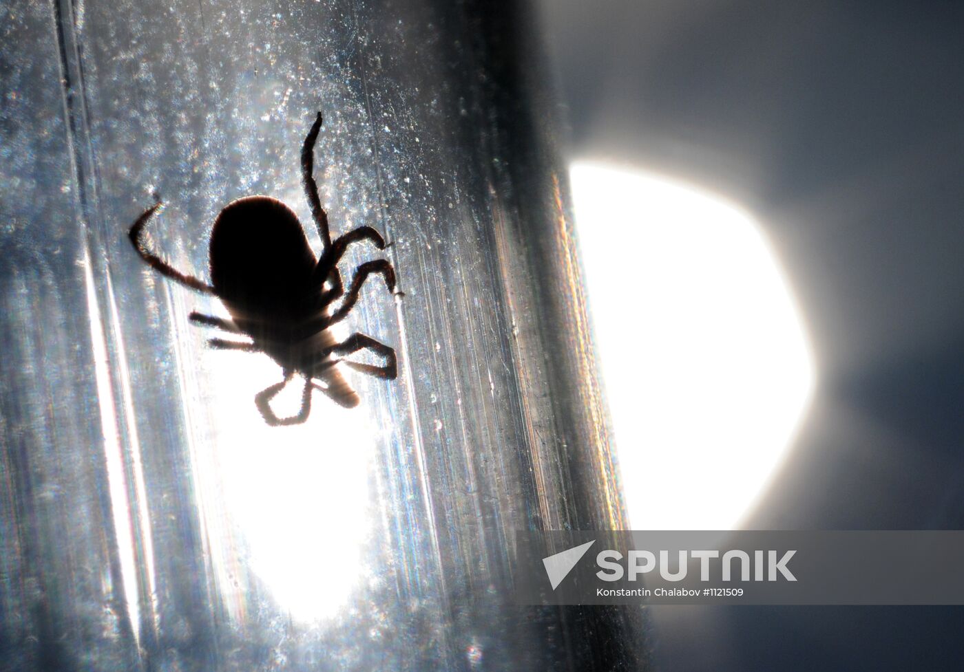 Ticks studied at parasitology laboratory