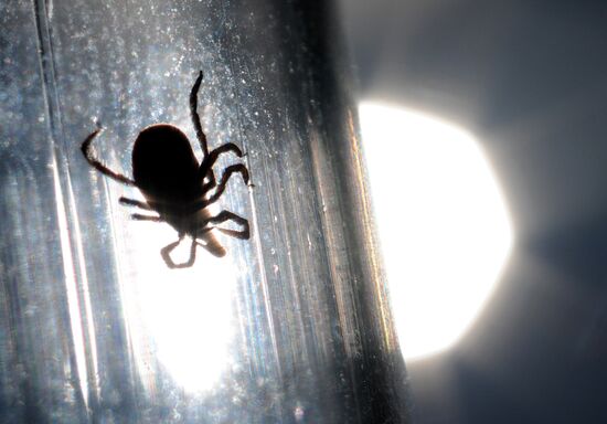 Ticks studied at parasitology laboratory