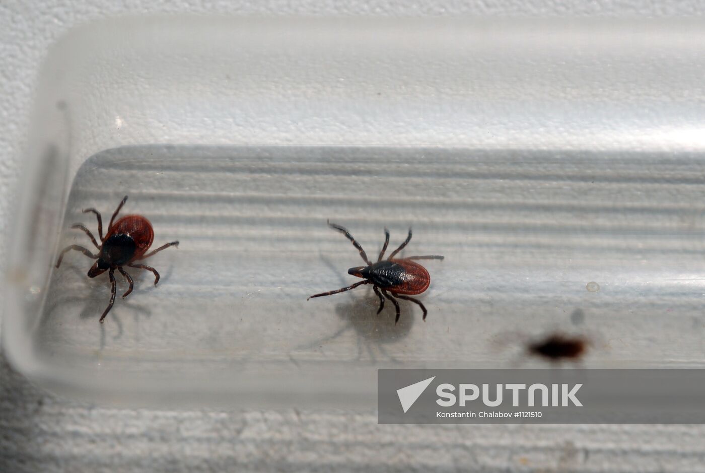 Ticks studied at parasitology laboratory