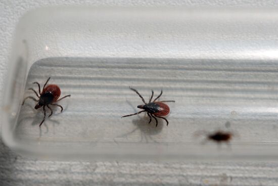 Ticks studied at parasitology laboratory