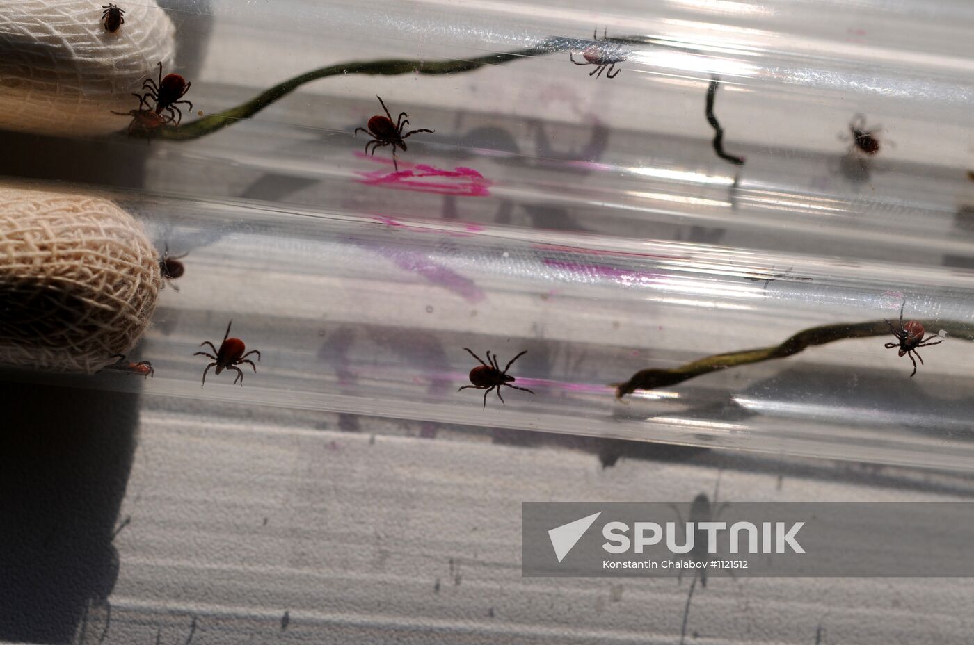 Ticks studied at parasitology laboratory