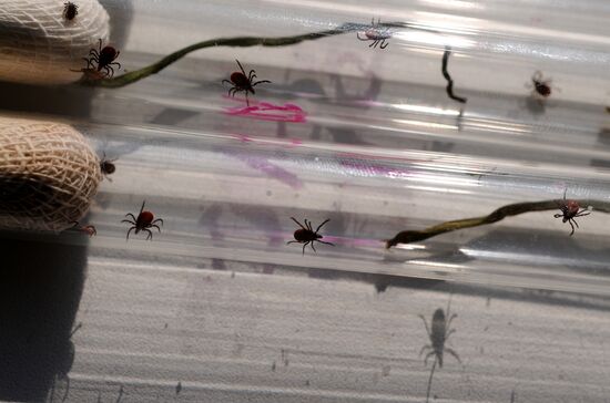 Ticks studied at parasitology laboratory