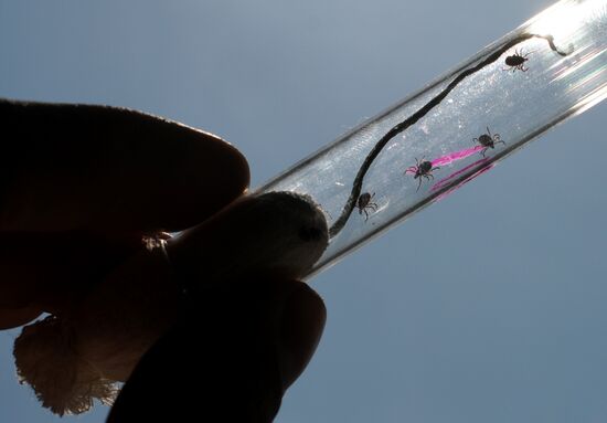 Ticks studied at parasitology laboratory