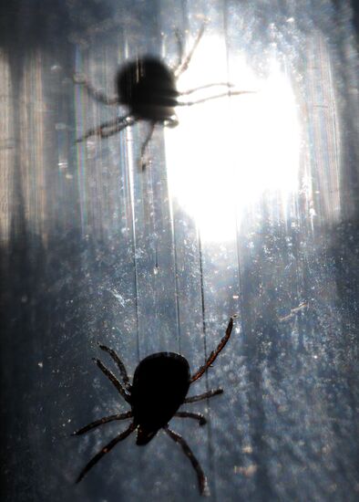 Ticks studied at parasitology laboratory