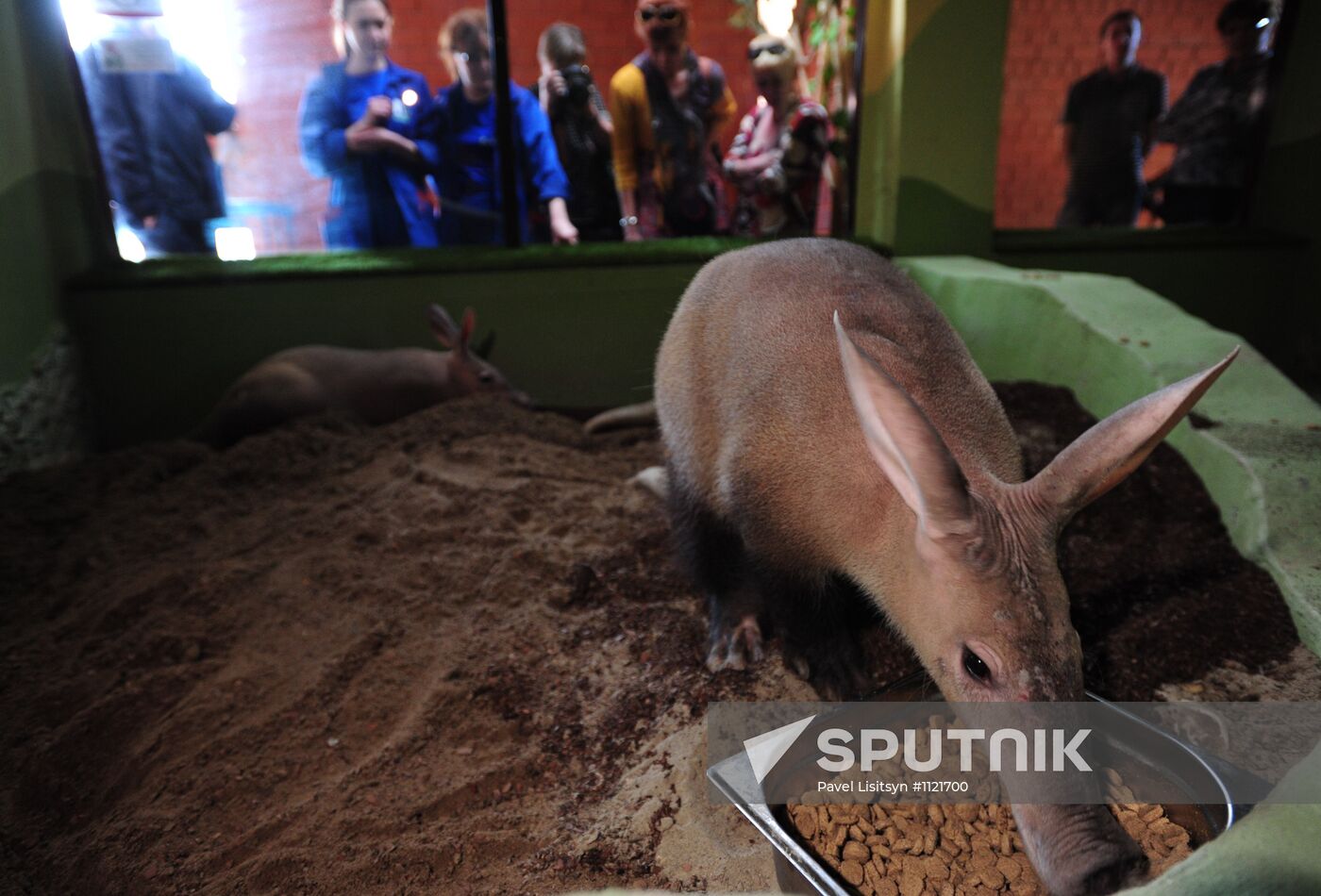 Aardvarks in Yekaterinburg Zoo