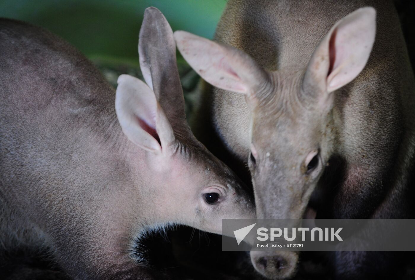 Aardvarks in Yekaterinburg Zoo