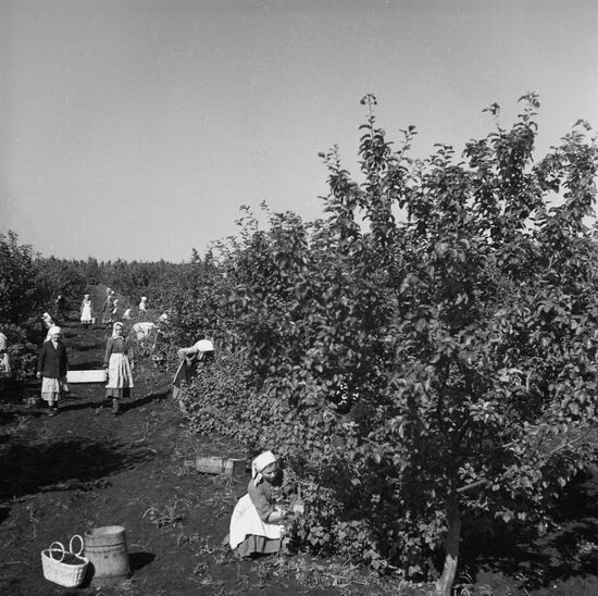 Picking blackcurrant