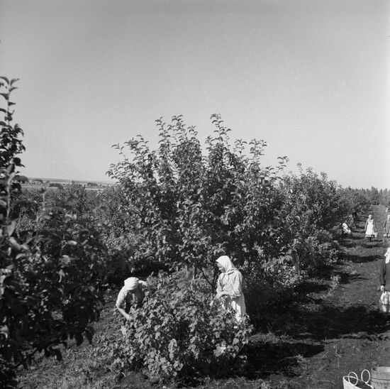 Picking blackcurrant