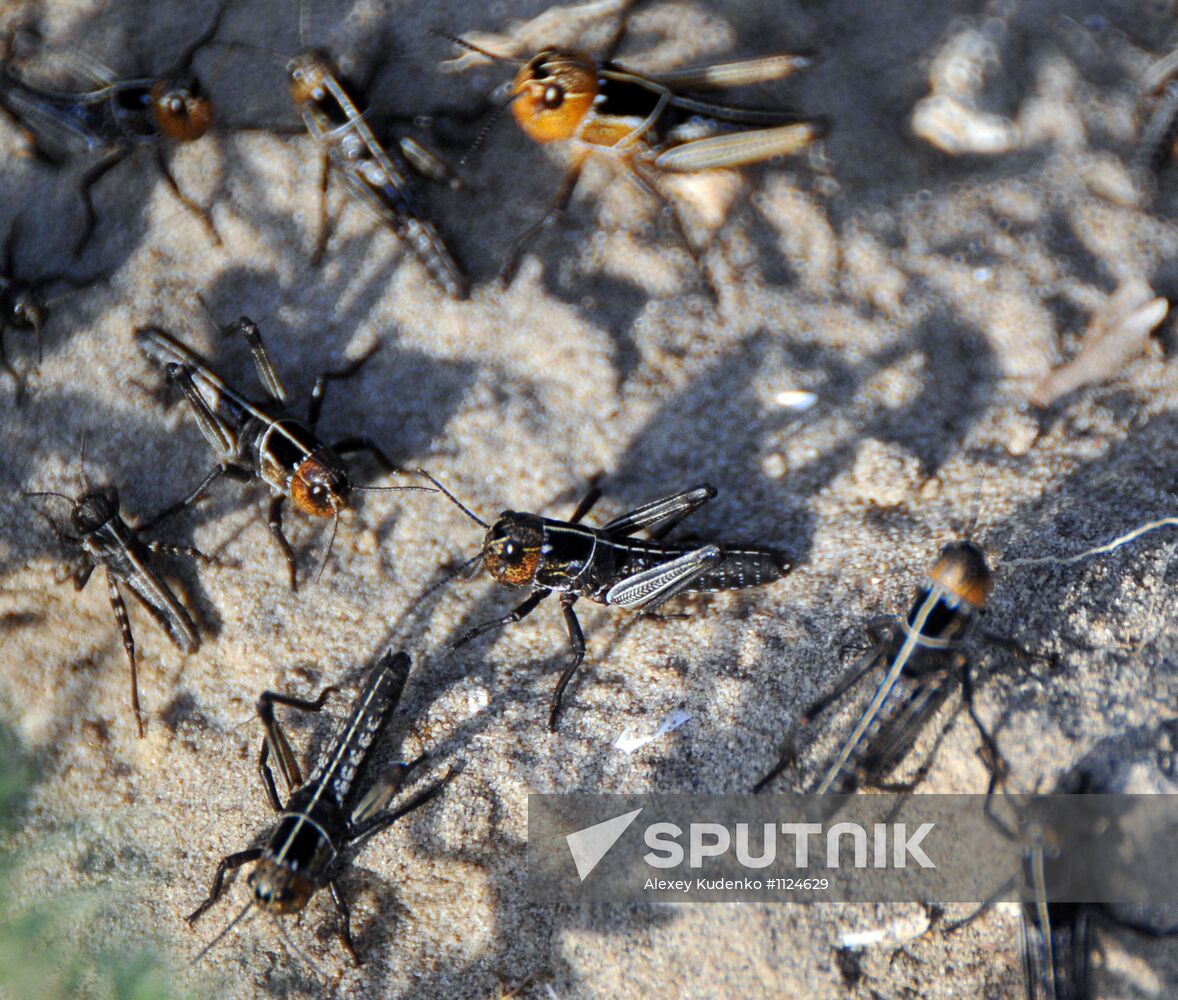 State of emergency declared in Astrakhan region due to locusts