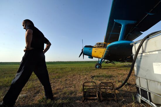 State of emergency declared in Astrakhan region due to locusts