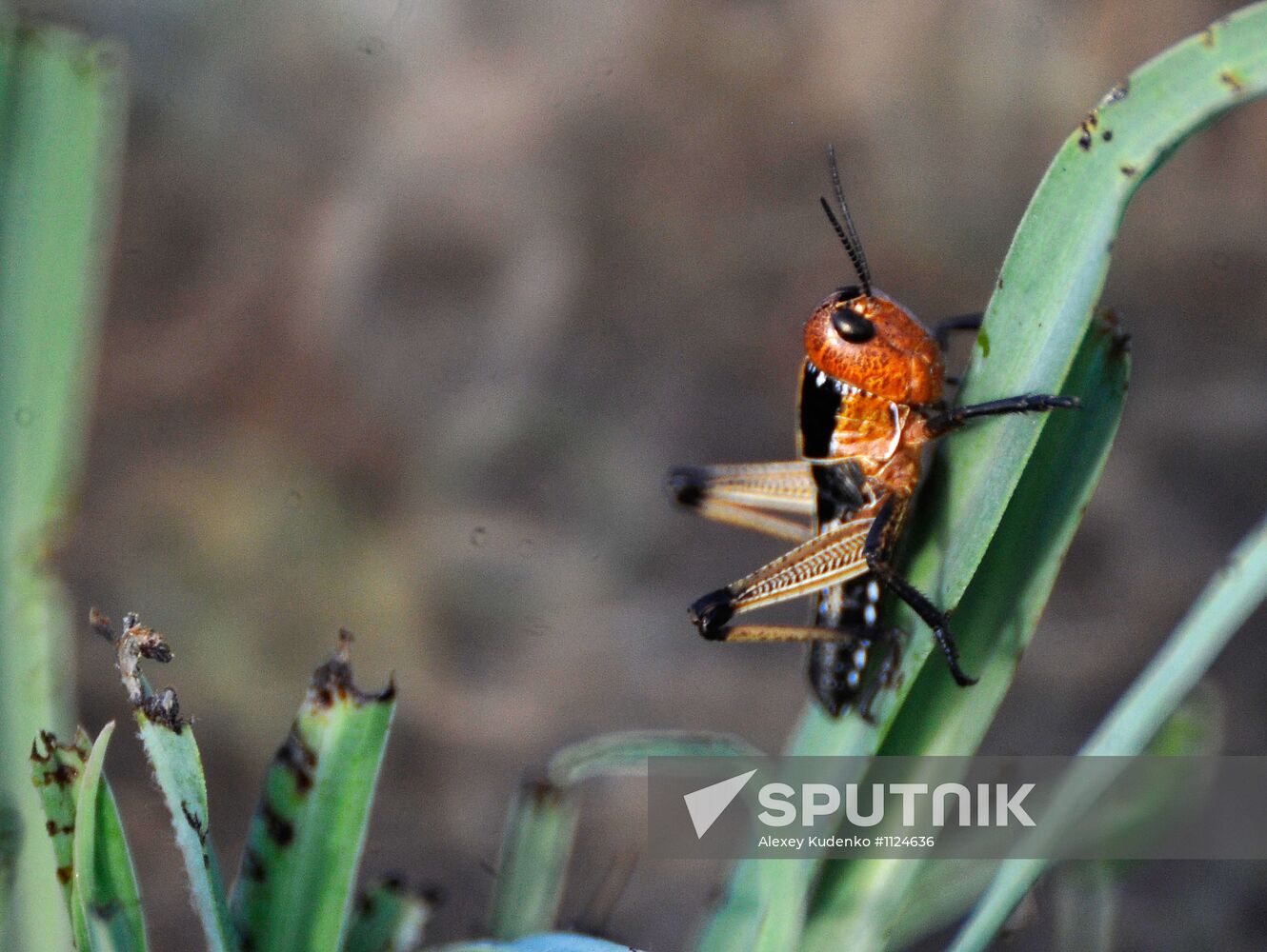 State of emergency declared in Astrakhan region due to locusts