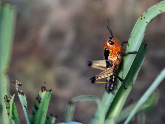 State of emergency declared in Astrakhan region due to locusts