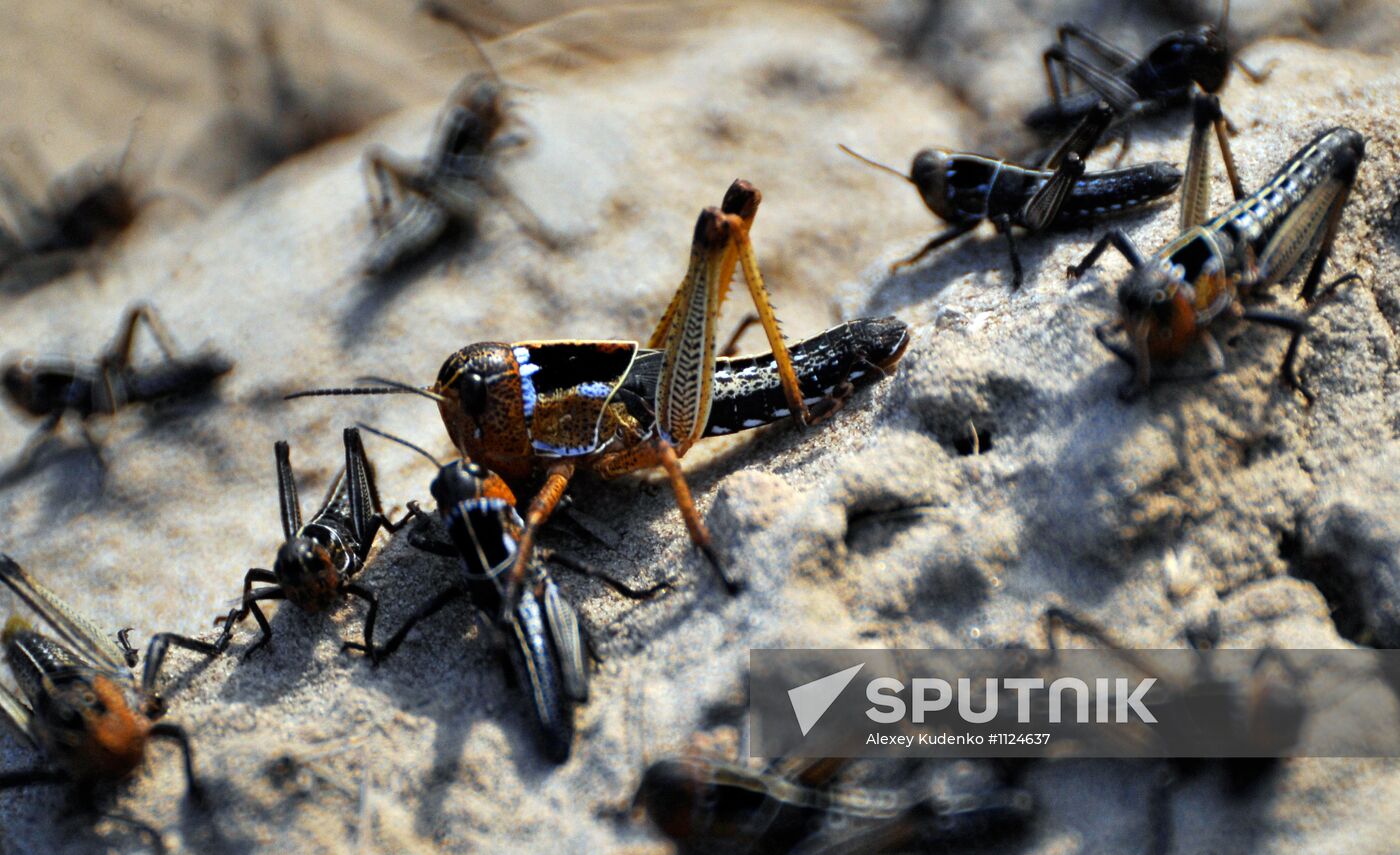 State of emergency declared in Astrakhan Region due to locust