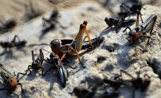 State of emergency declared in Astrakhan Region due to locust