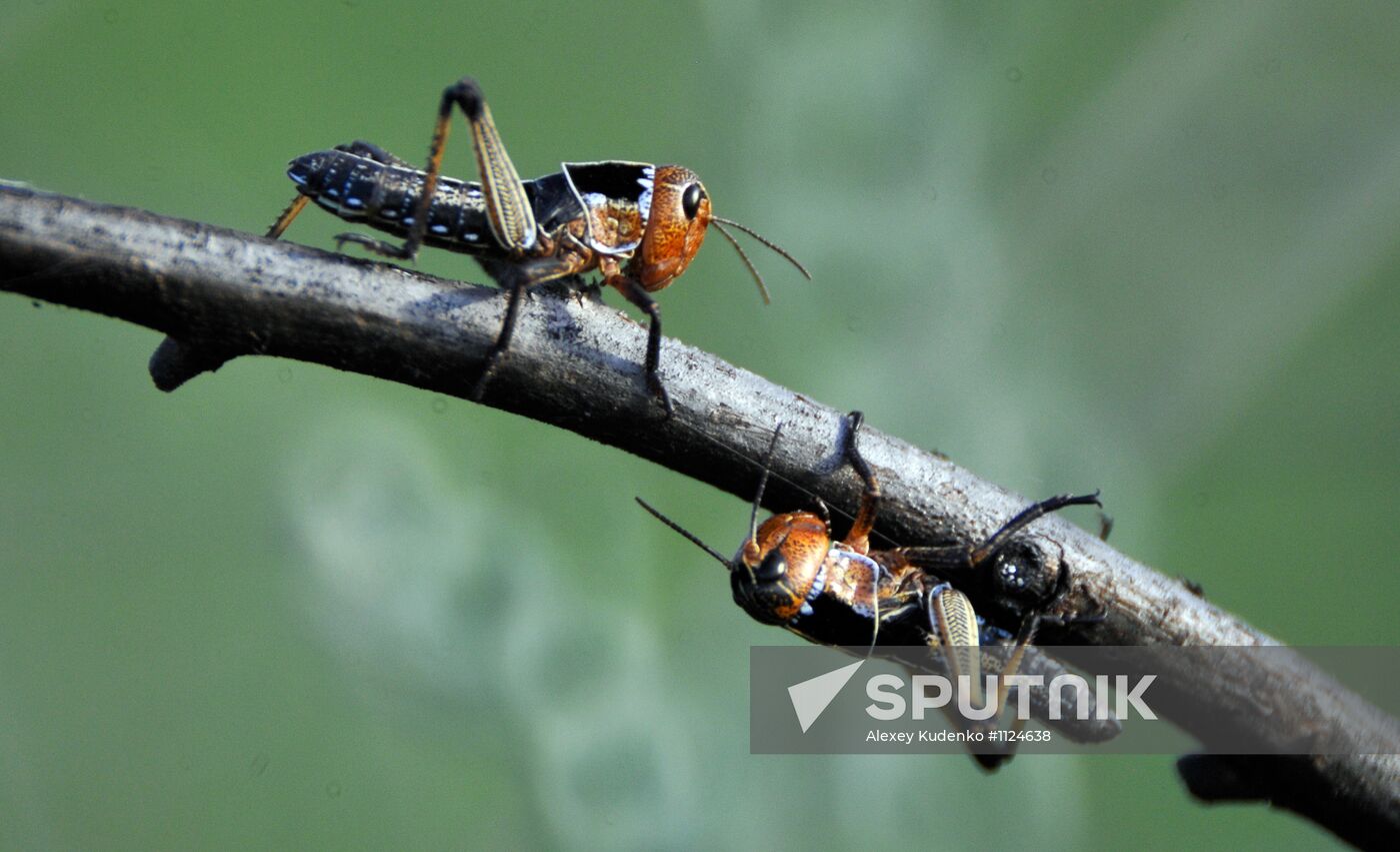 State of emergency declared in Astrakhan Region due to locust