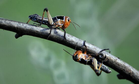 State of emergency declared in Astrakhan Region due to locust