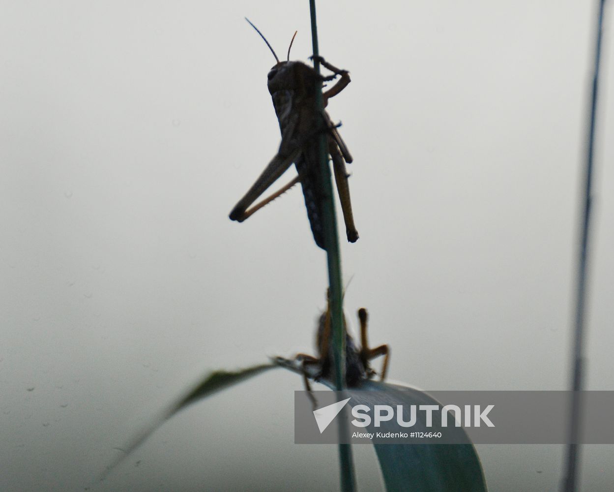 State of emergency declared in Astrakhan Region due to locust