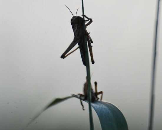 State of emergency declared in Astrakhan Region due to locust