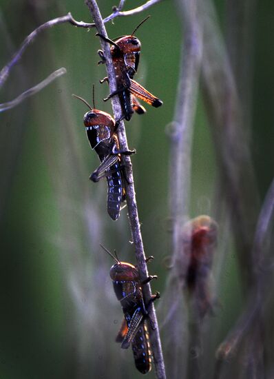 State of emergency declared in Astrakhan region due to locusts