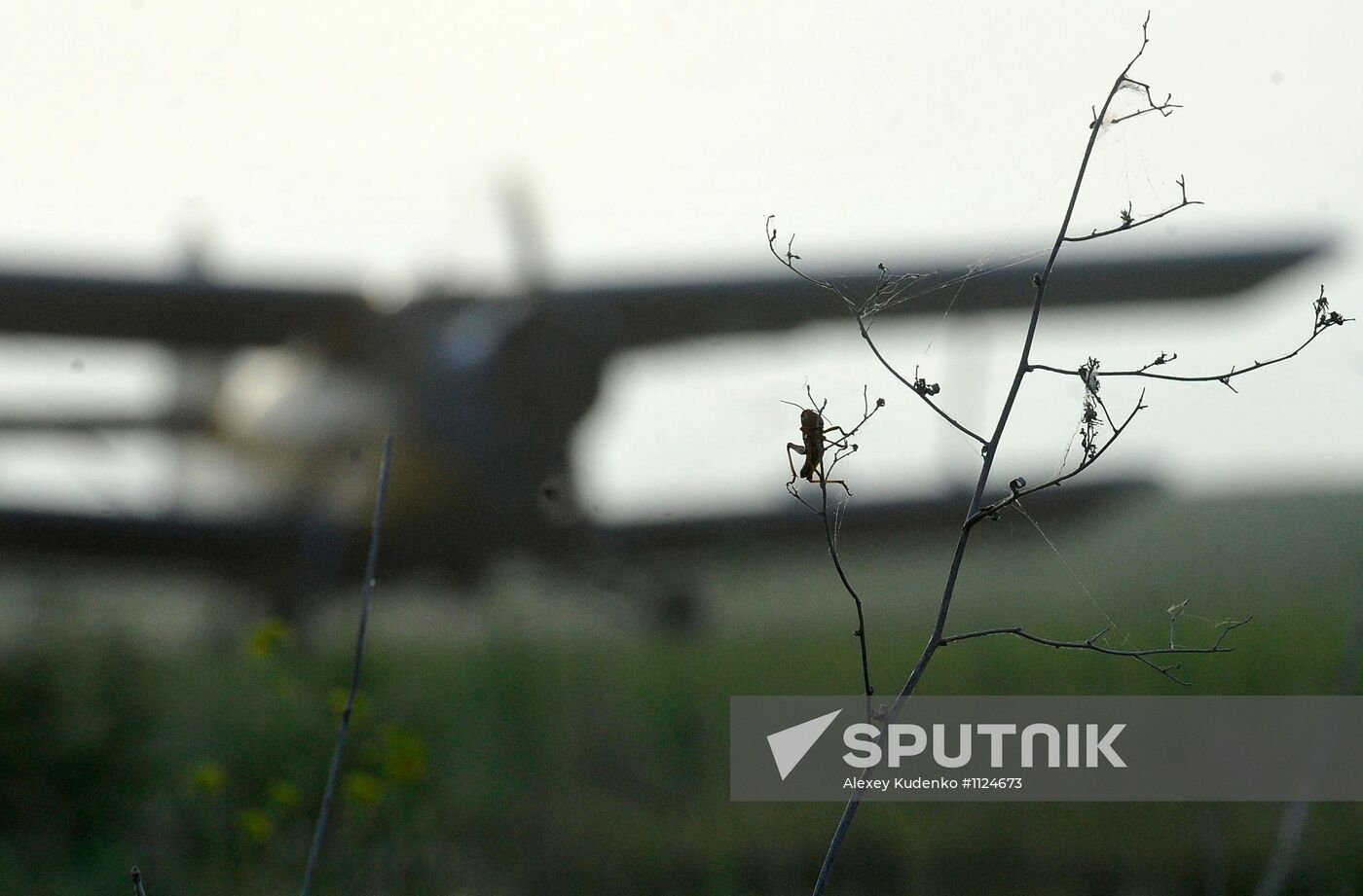 State of emergency declared in Astrakhan region due to locusts