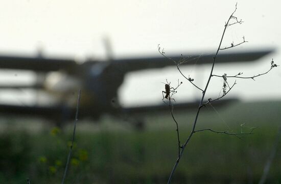 State of emergency declared in Astrakhan region due to locusts
