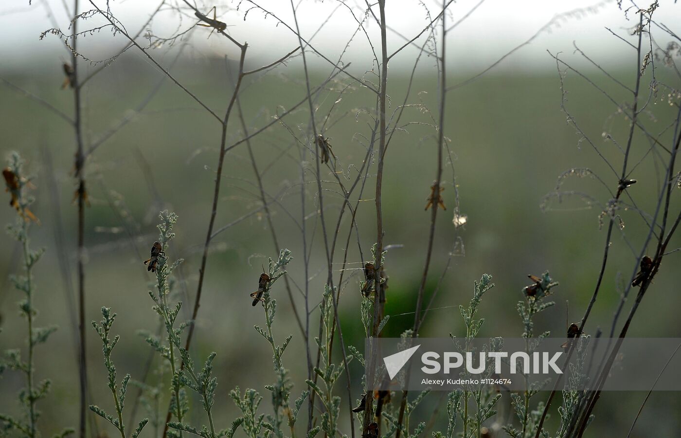 State of emergency declared in Astrakhan Region due to locust