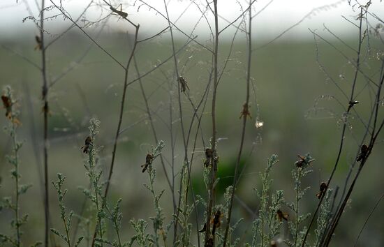 State of emergency declared in Astrakhan Region due to locust