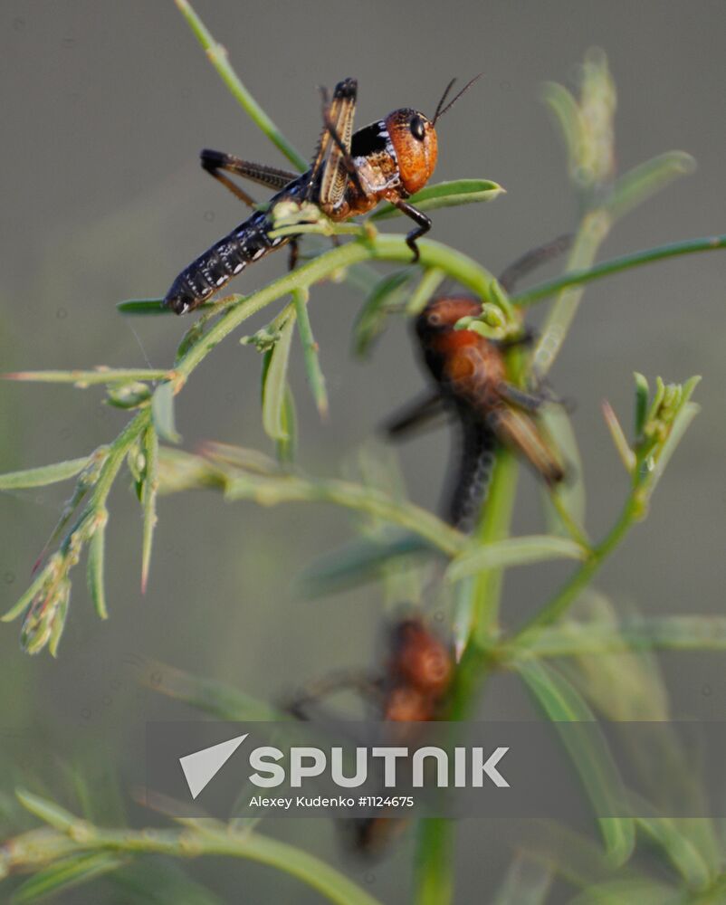 State of emergency declared in Astrakhan region due to locusts