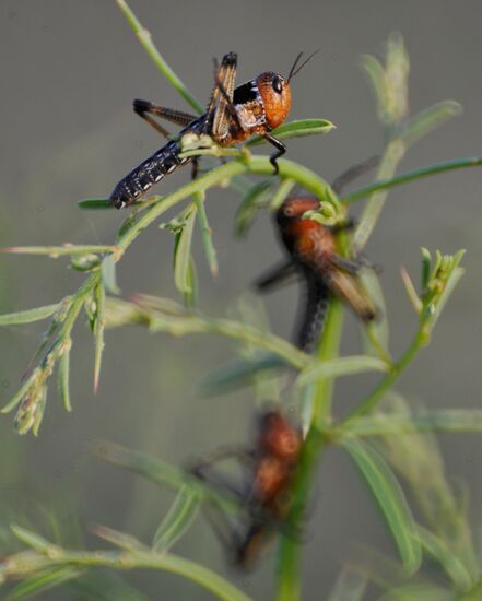 State of emergency declared in Astrakhan region due to locusts