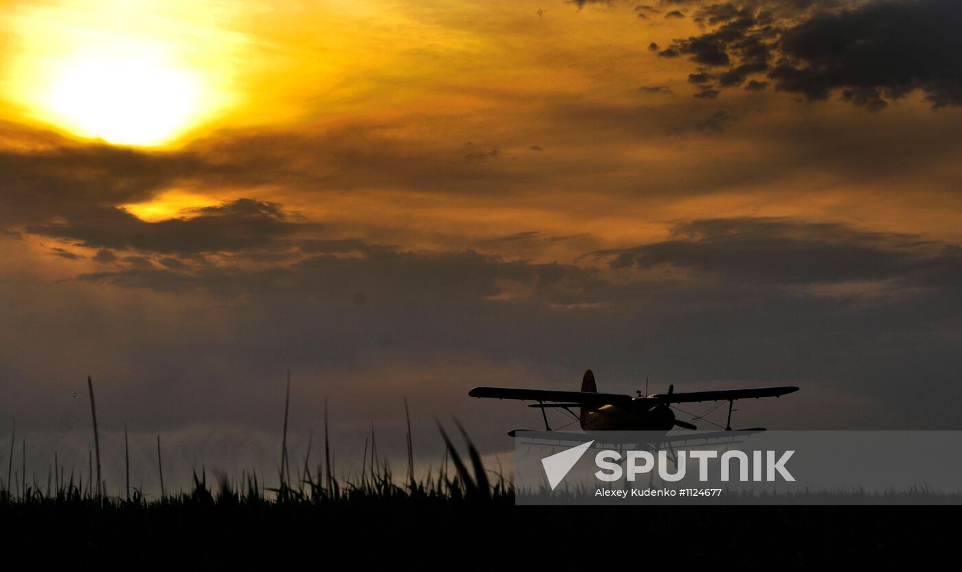 State of emergency declared in Astrakhan region due to locusts